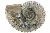Huge, Bumpy Ammonite (Douvilleiceras) Fossil - Madagascar #232620-3